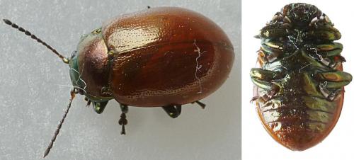 Réf. 198 650 : Chrysolina polita